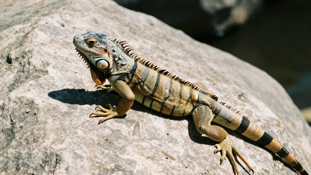    Коллаж ИИ/запрос Царьграда