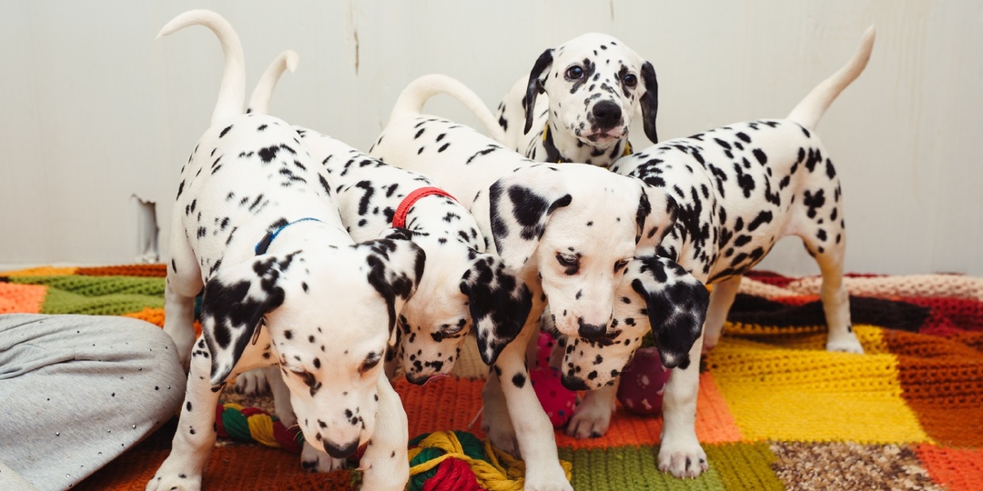 ДРУЗЬЯ, ЭТО НЕВЕРОЯТНО! НАШ ПРИЮТ НОМИНИРОВАЛИ НА ПРЕМИЮ!