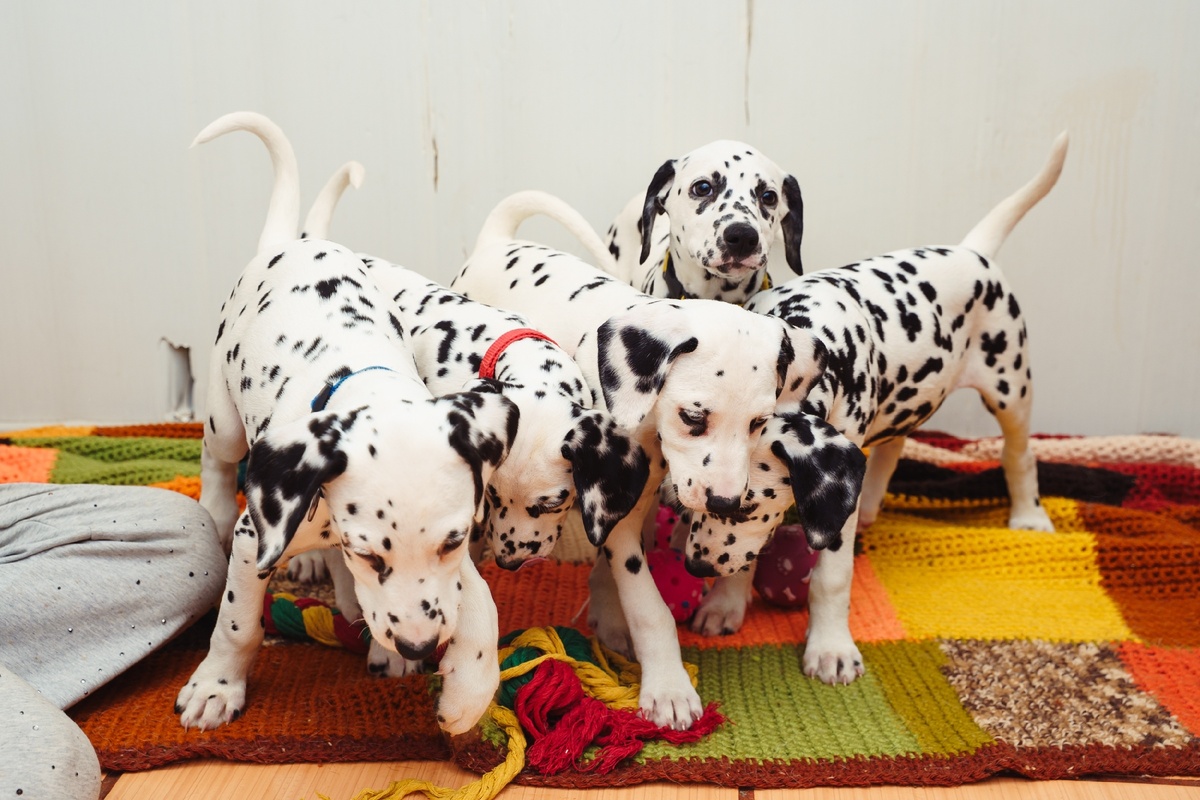 История, которая в своё время потрясла многих...