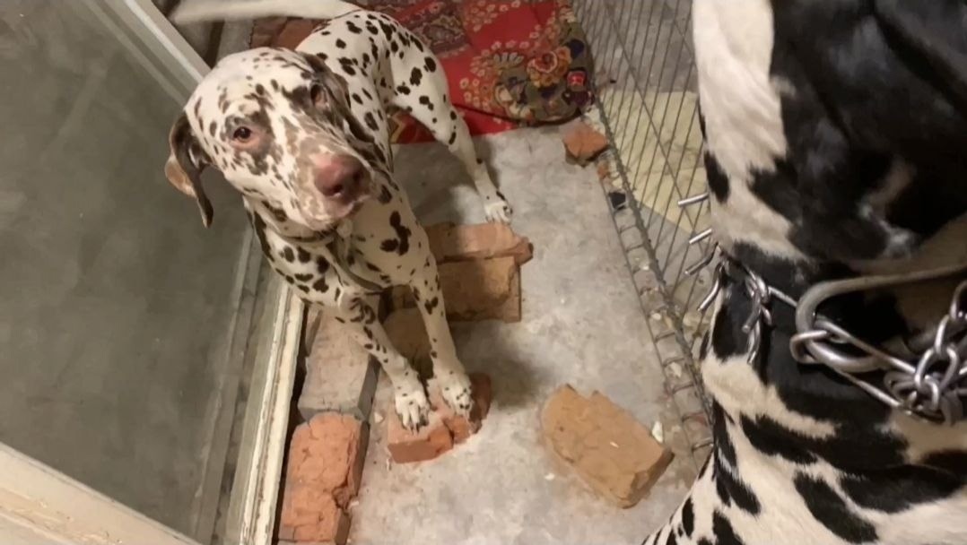 Помните ту семью далматинцев? 