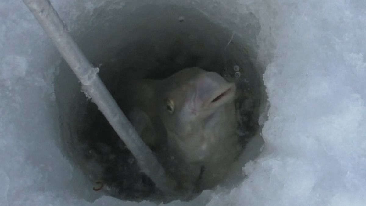 Оказывается, зимой поймать крупную рыбу не сложнее, чем летом!