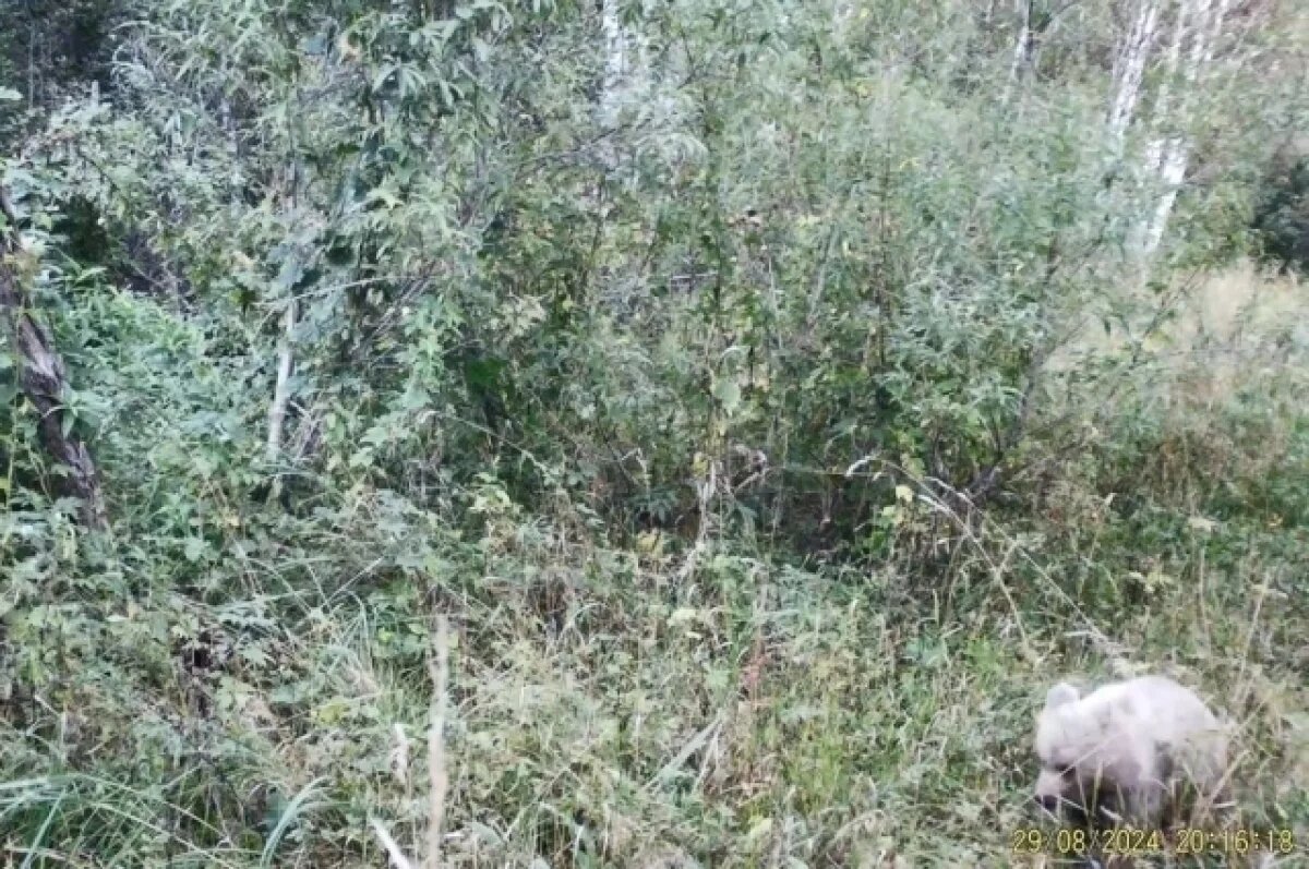    Практически белый мишка.