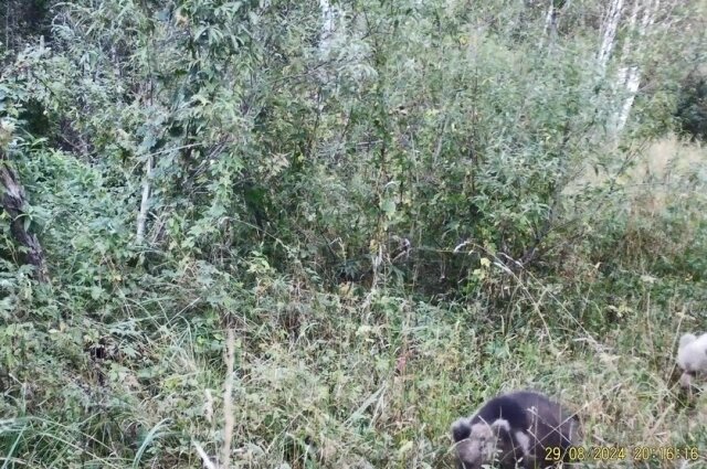    Фото: Тигирекский заповедник/ А. В. Потапова