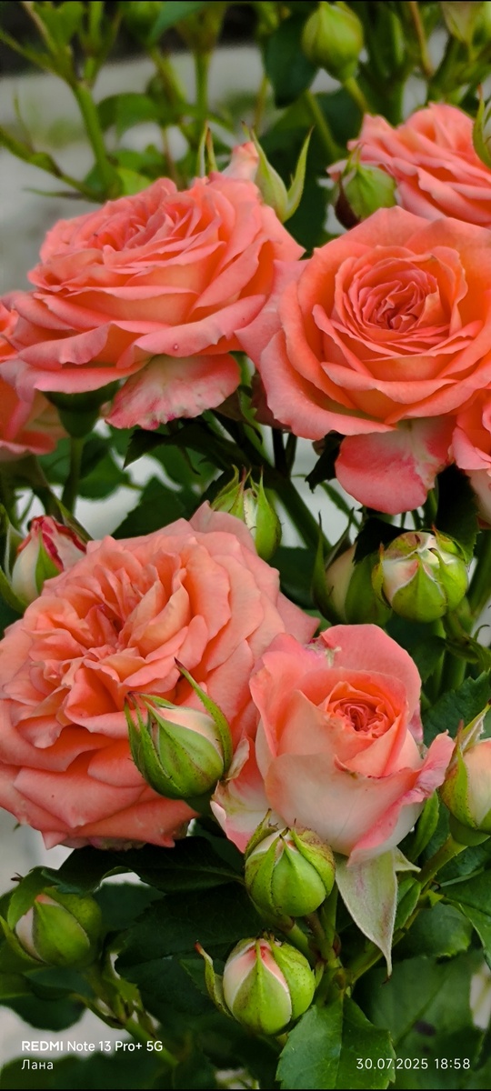 Роза спрей Барбадос.