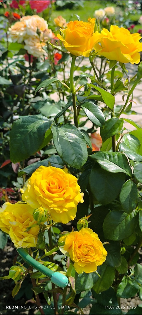 Керио ч/г роза.