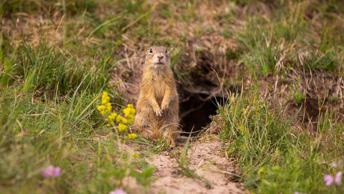    От поведения сурка зависит дальнейший прогноз   ru.freepik.com