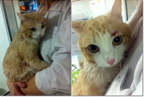 Теперь у рыжего кота есть дом и человек, который его спас