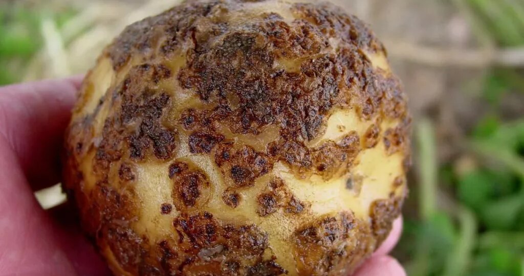 Моя картошка часто болела паршой. Я уже собиралась отказаться от её посадки, но теперь знаю, как навсегда избавиться от этой проблемы