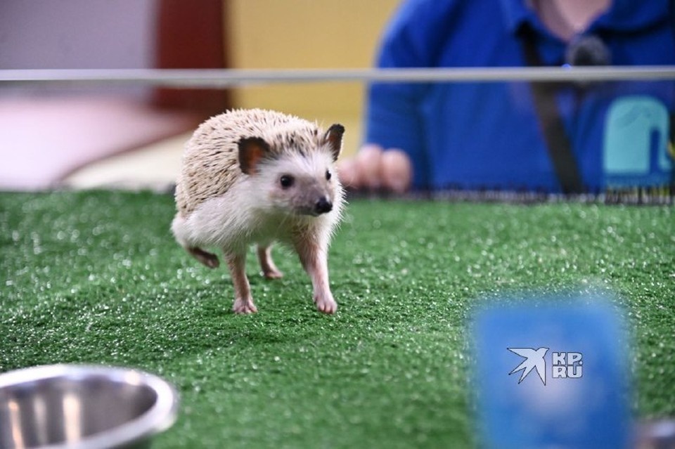    Ежиха Снежа долго не могла сделать выбор Ольга ЮШКОВА