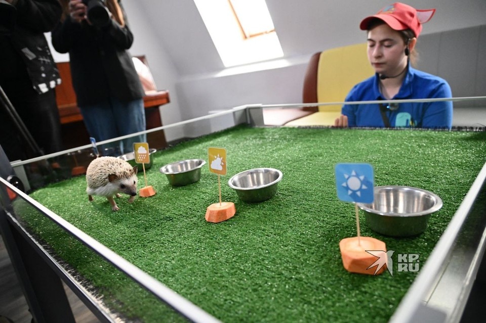    Переж ежихой поставили четыре таблички с погодой и четыре миски с кгощениями Ольга ЮШКОВА