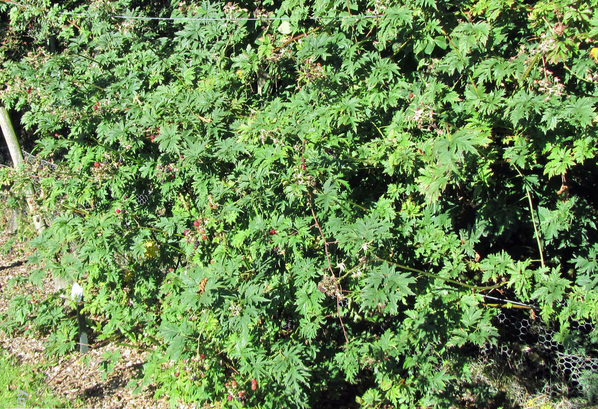 Фото: побеги ежевики Торнлесс Эвергрин гибкие и их легко направить в нужную сторону
