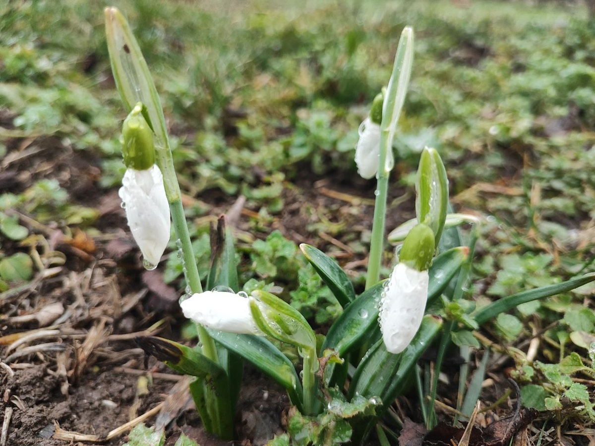 первые подснежники