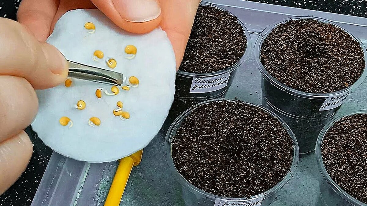 Подготовка семян