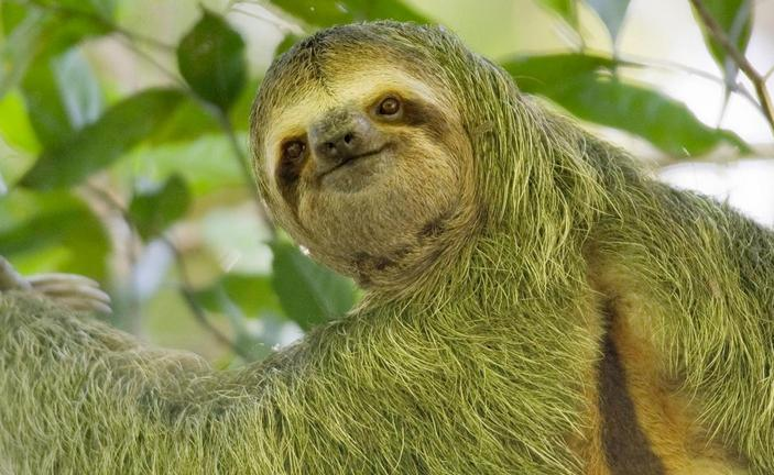 Что смотришь? Завидуешь моей прекрасной шёрстке?