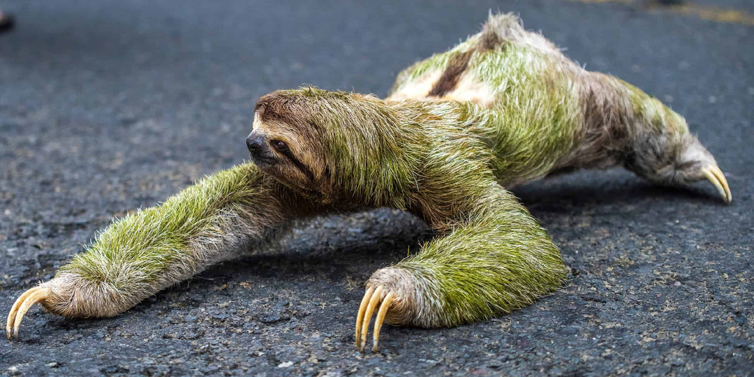 Трёхпалый ленивец: Вы удивитесь, как много жизни копошится внутри его шерсти