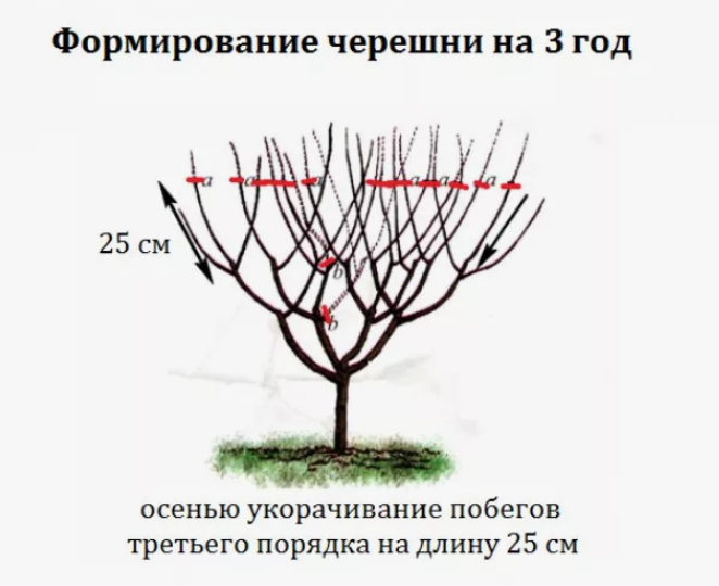 Именно такая обрезка влияет на урожай черешни