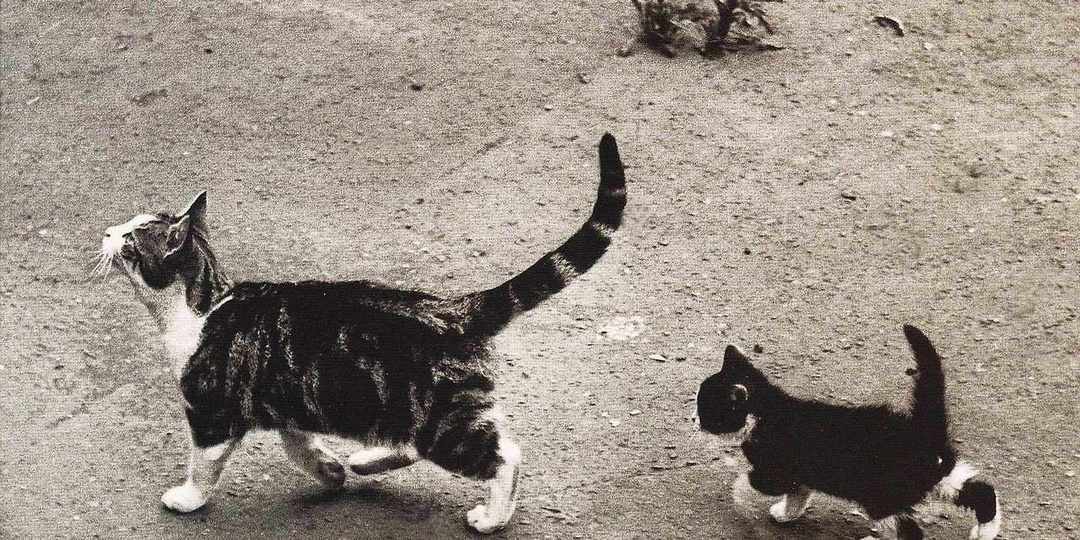 Кошка Фейт, спасшая котенка во время бомбардировки и получившая медаль за храбрость