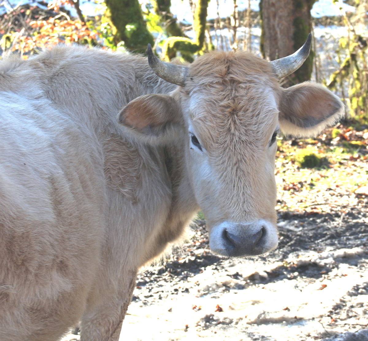 Несмотря на январь месяц рогатым всегда найдется чего пожевать - зеленая трава всегда в наличии