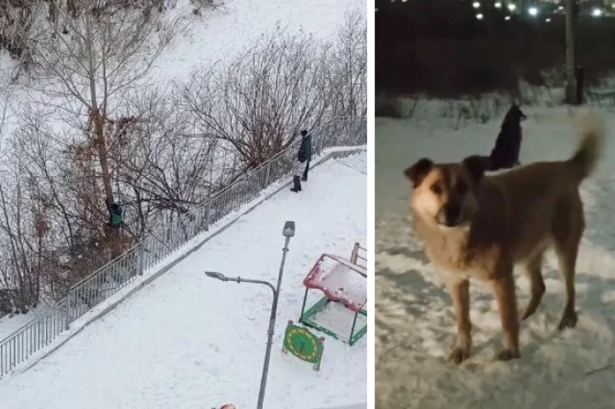    Агрессивные псы загнали мальчика на дерево