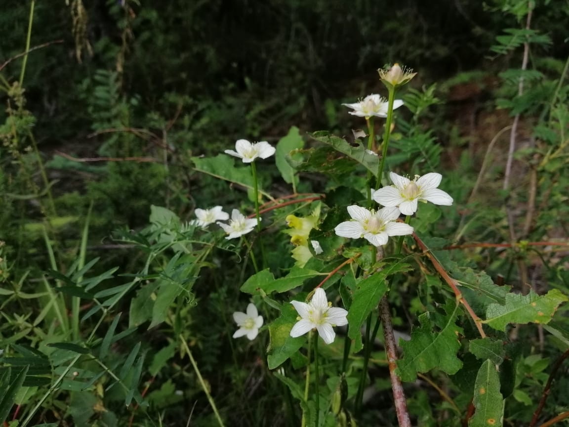Белозор болотный (Parnassia palustris). Все фото из архива автора 🤳