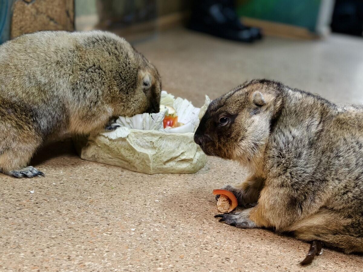    Сурки Наташа и Сережа в Тульском областном экзотариуме | © Фото : Тульский экзотариум