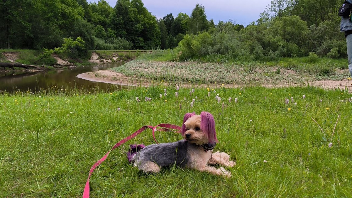 Бэтти. Лето 2025