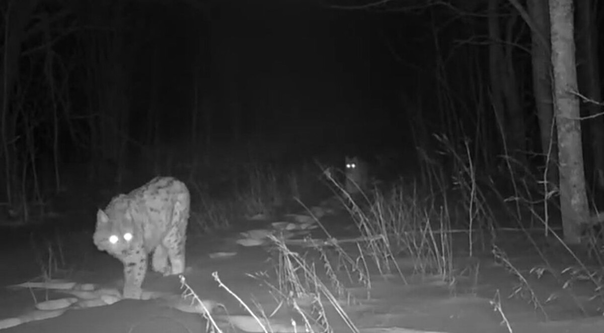    фото: © скрин с видео Яны Пеккинен