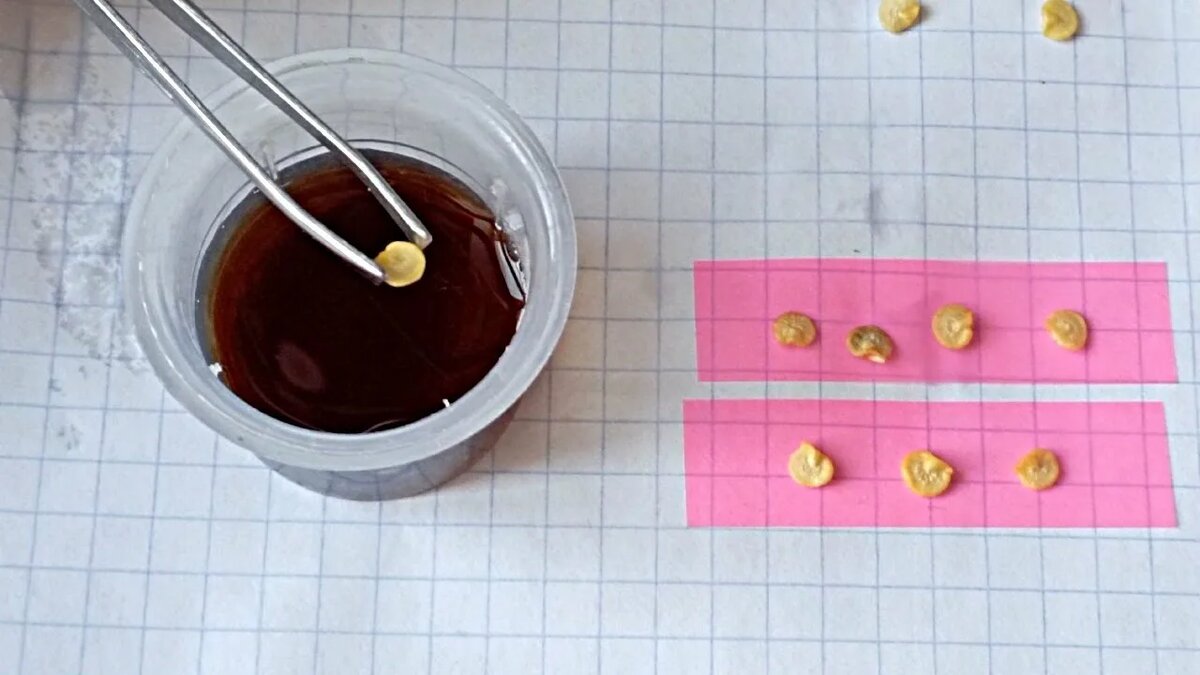 Подготовка семян перца перед посевом: особенности обработки