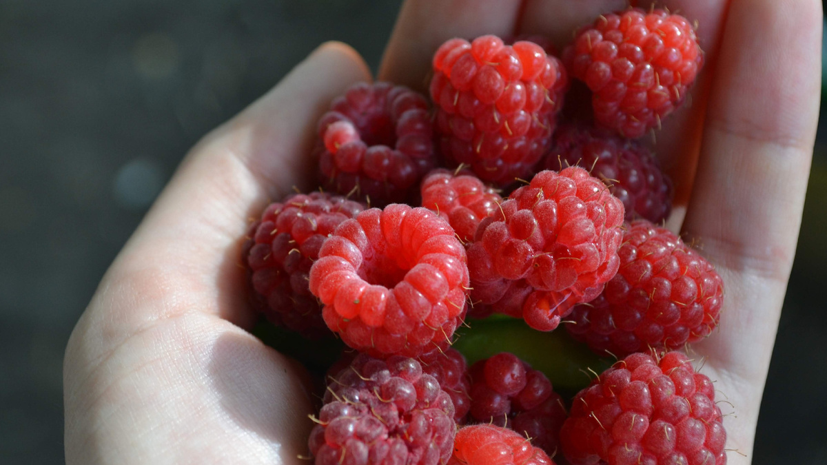 Ягоды правильно выбранной крупноплодной малины - по 5-7 граммов каждая