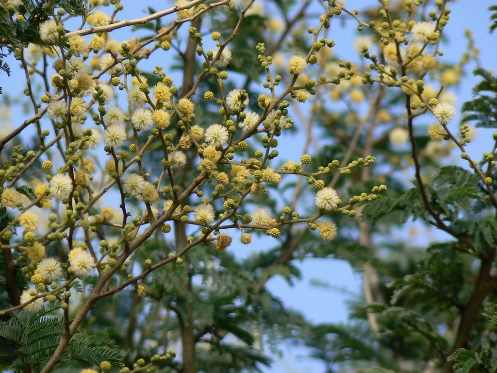    Акация Vachellia leucophloea.