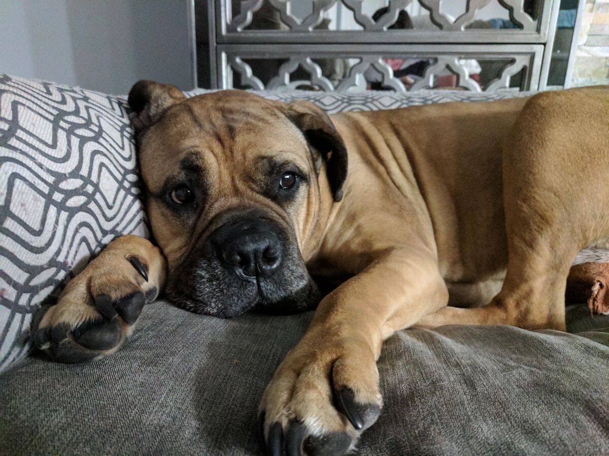 Щенок бульмастифа. Молоссы с самого детства не выглядят "простыми", даже у маленьких щенков серьезный задумчивый взгляд.