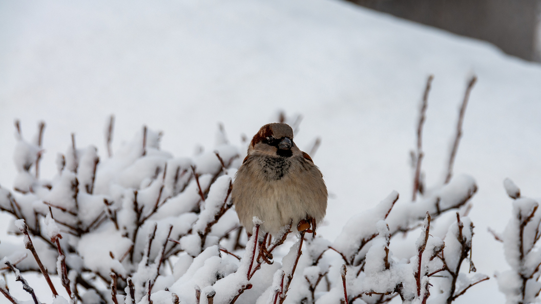 весну ждёт-фото автора