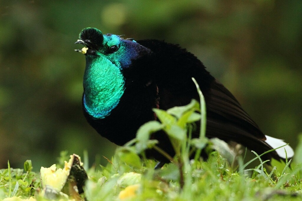 Astrapia mayeri (Астрапия), фото markuslilje