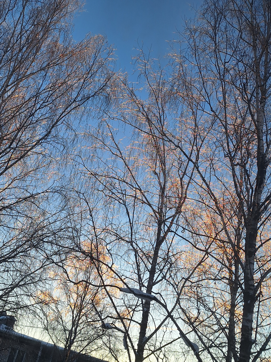 Иней на ветках