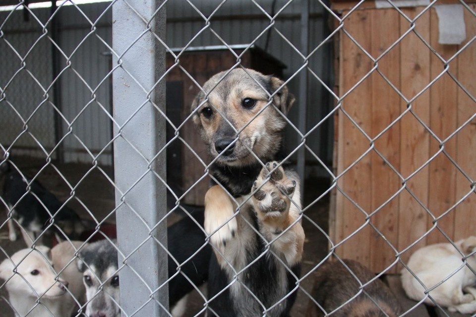   Собак, которые едва не погибли от голода в приюте под Ростовом, спасли другие волонтеры Роман ИГНАТЬЕВ