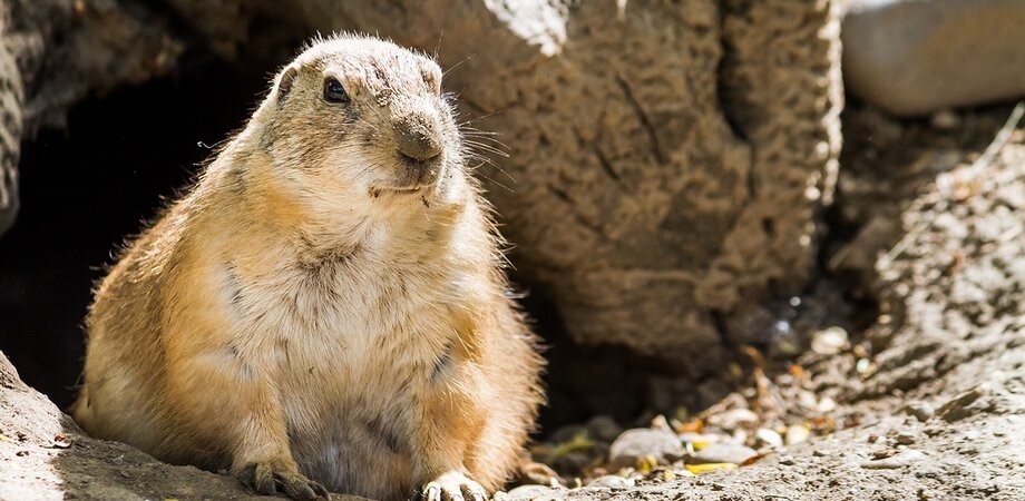    Фото: depositphotos.com/txking