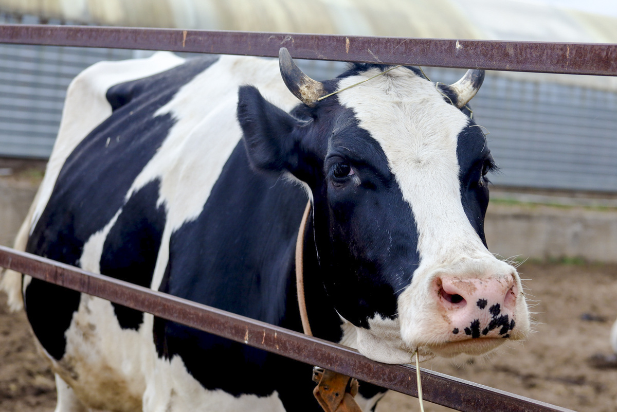 У коровы было выявлено бешенство.  Фото: ФедералПресс / Елена Майорова