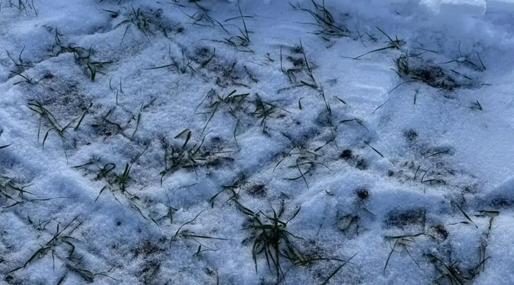    Фото: Отдел по защите растений филиала ФГБУ «Россельхозцентр» по Ростовской области