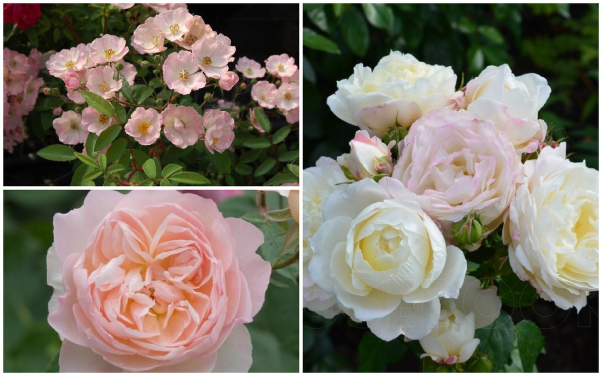 Альден Бизен, Джентл Гермионе и Андре Брише.