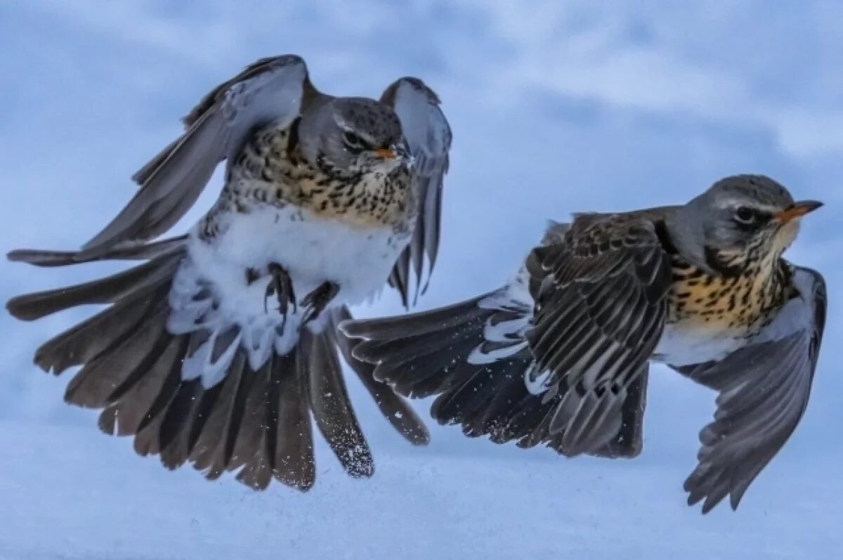    Драку рябинников за яблоки сняли в заповеднике на Алтае