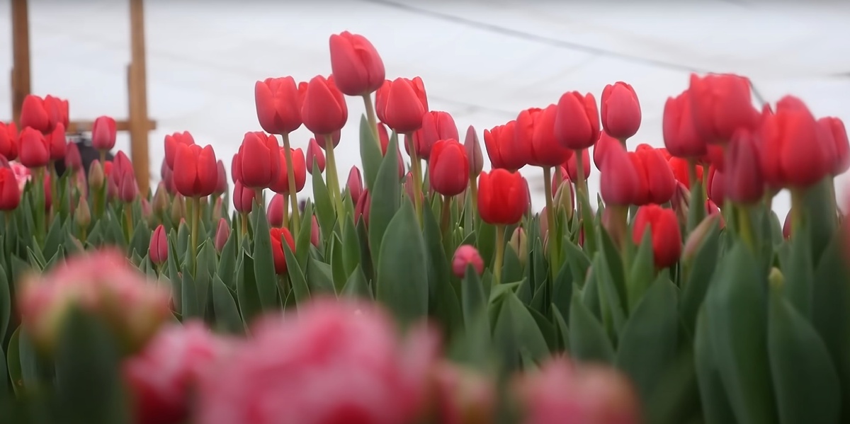 Весенний уход за тюльпанами: 5 простых шагов, которые нельзя пропустить