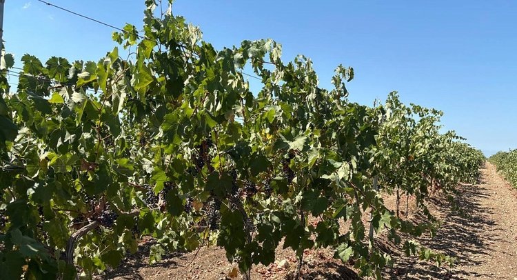    Фото: ФГБУ ЦОК АПК