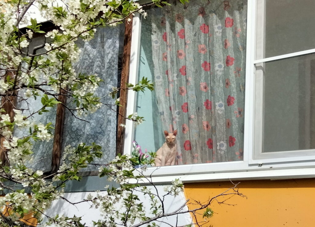    Анастасия Петрова