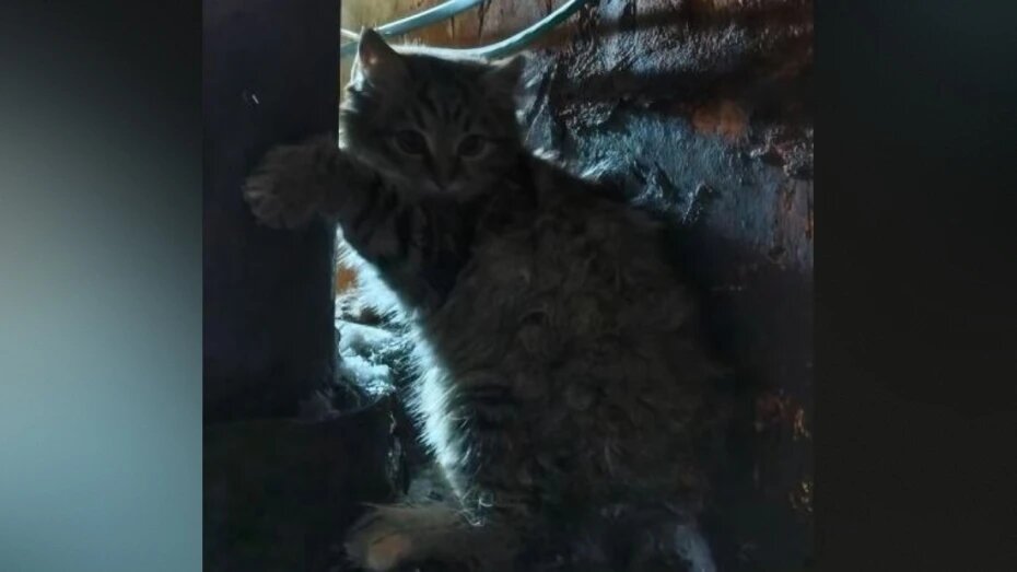    Автор фото: t.me/voronezh112