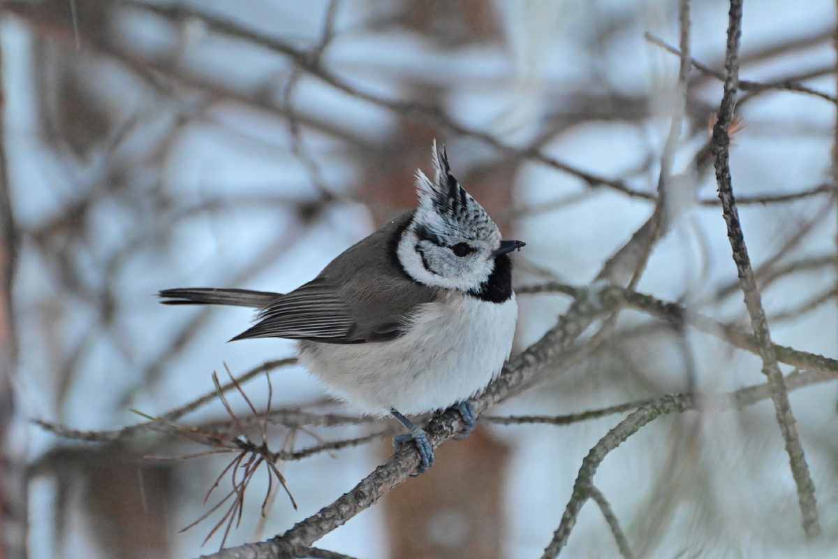 Фото - Всеволод Захаров. Хохлатая синица.