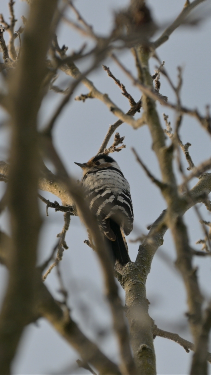 Фото - Всеволод Захаров. Малый пёстрый дятел.
