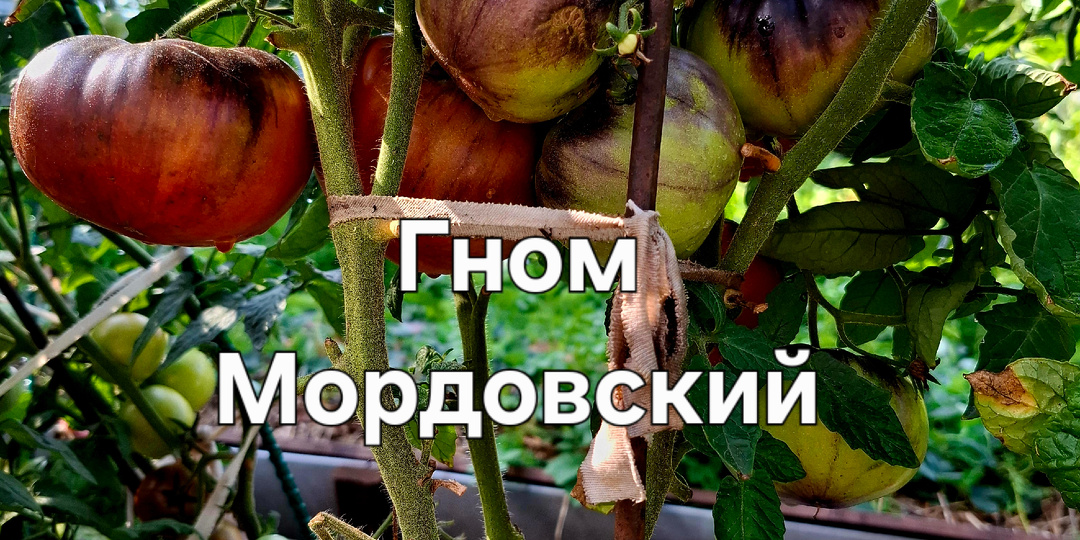 Набор семян из потерянных и нашедшихся в Озоне