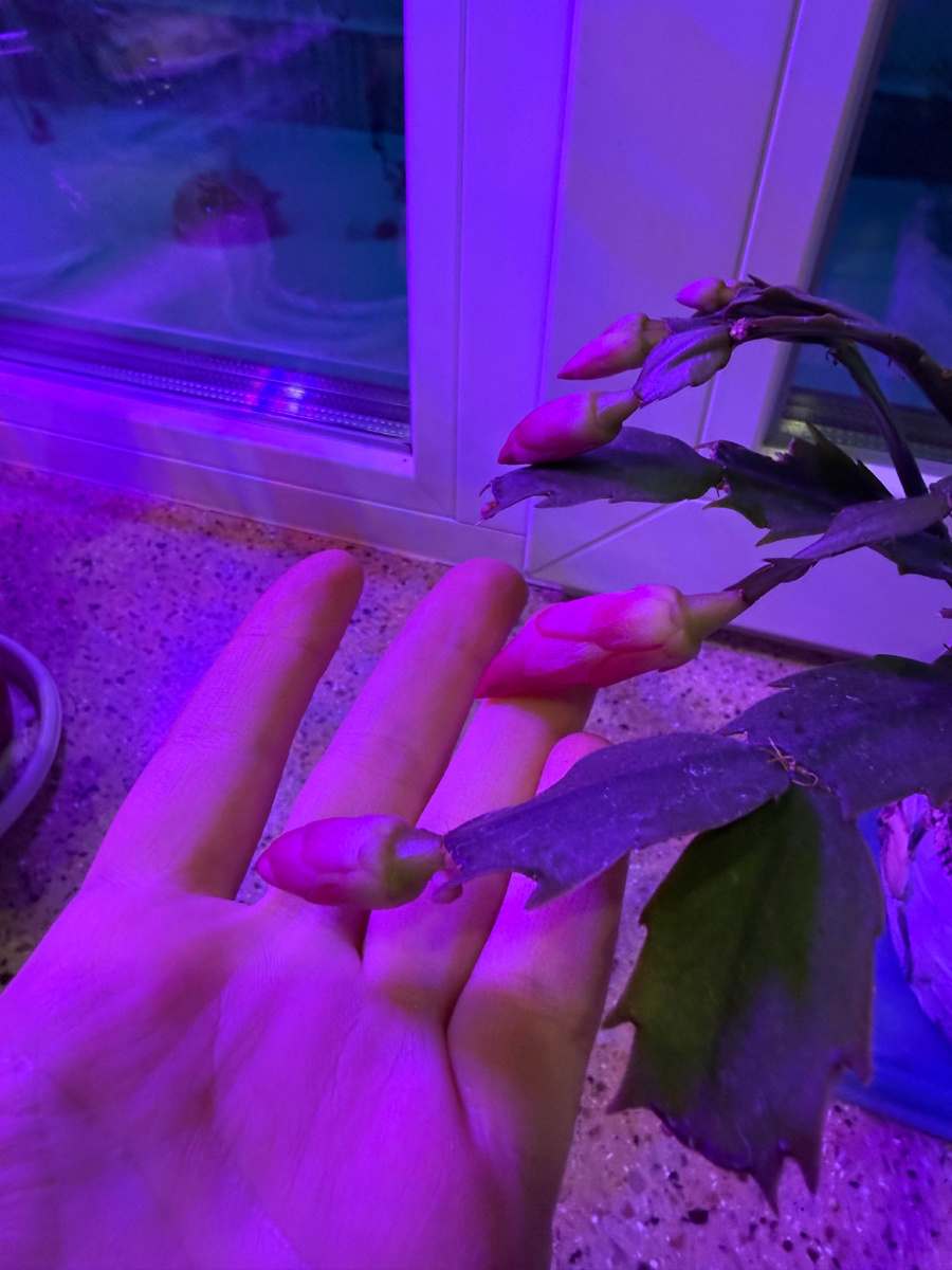 Подсвечиваю второй месяц декабрист-февралист