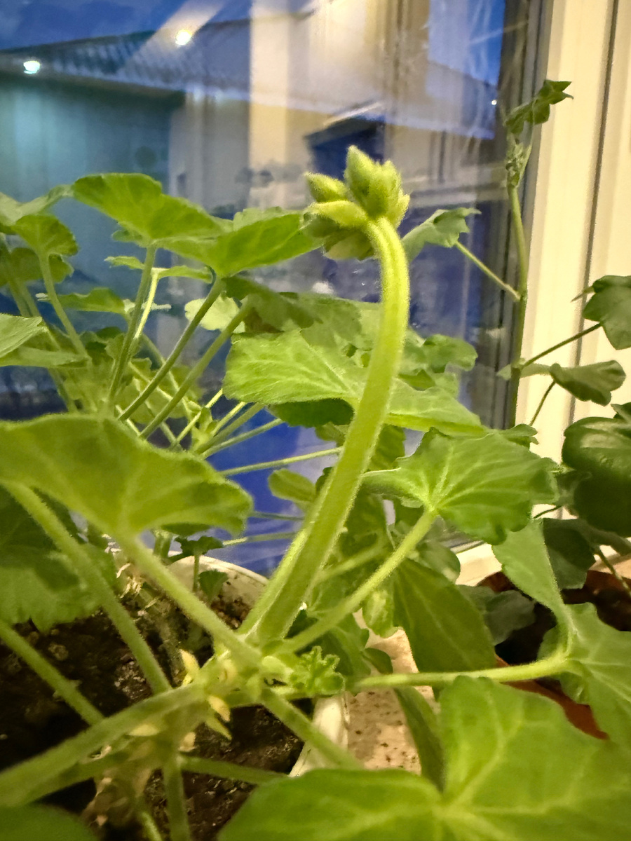 Бело-розовая, а рядом - плющевидная