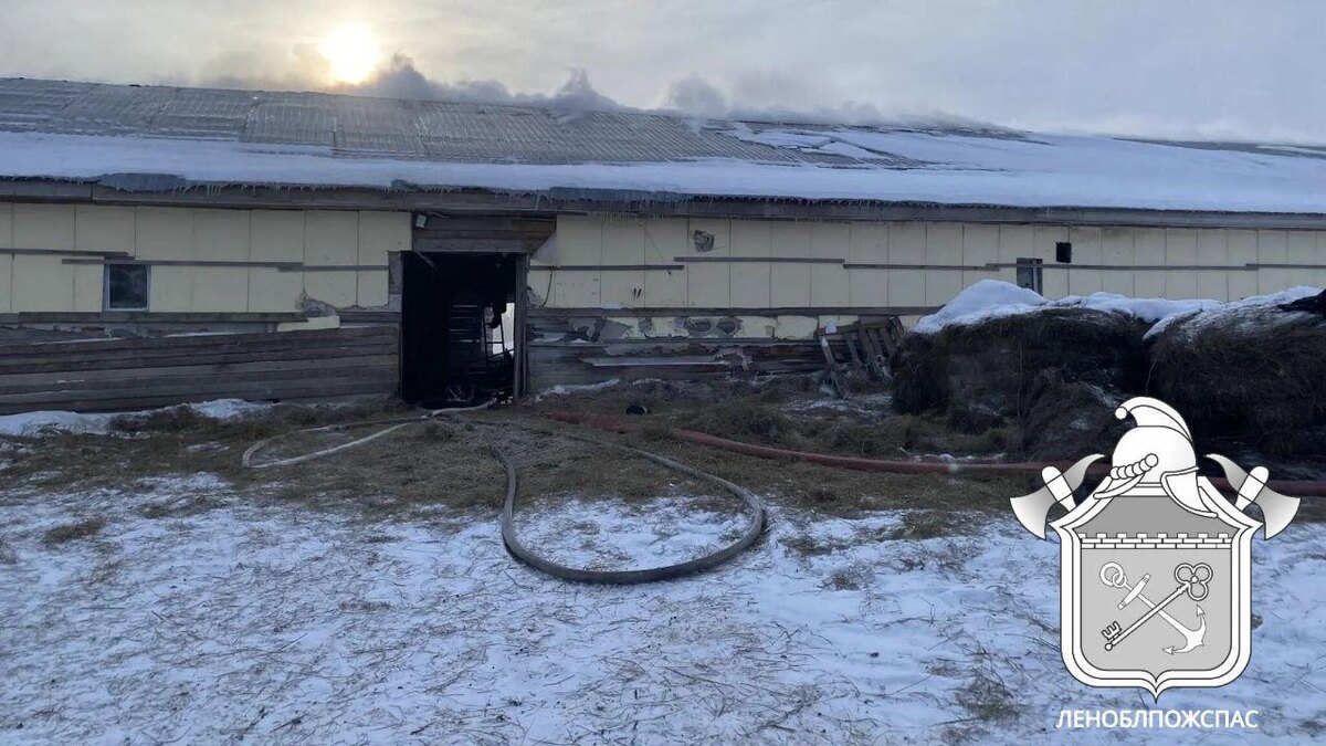    Фото: t.me/lenoblpozhspas